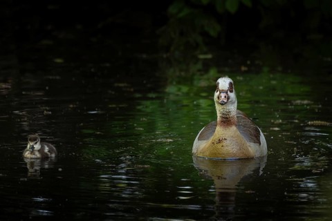 A Nile Goose (Alopochen aegyptiaca) swims comfortably with a chick on a pond in the forest, animal