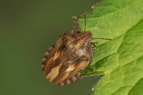 Tortoise bug (Eurygaster testudinaria) sitting on leaf edge in natural environment,