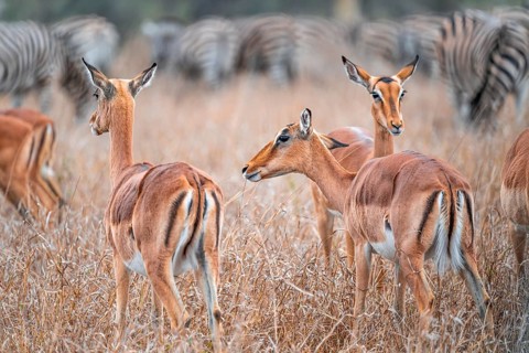 Impalas (Aepyceros melampus), adult males in dry grass, Black Heeler Antelope, Kruger National