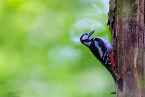 Pileated Woodpecker (Dendrocopos major) at the breeding cavity, Piciformes, Göggingen,