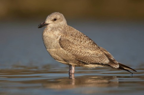 American Herring Gull (Larus smithsonianus), Ohio, USA