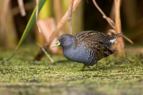 Australian Crake (Porzana fluminea) foraging, Victoria, Australia