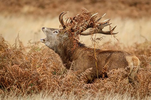 Red Deer (Cervus elaphus), stag bellowing during the rut, England, UK