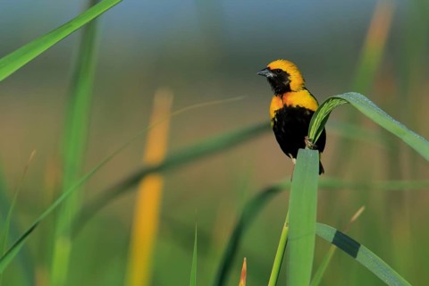 Yellow-crowned Bishop (Euplectes afer) male perched on reed, Andalusia, Spain