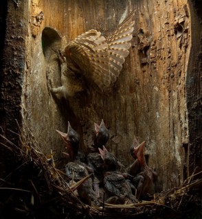 Eurasian Wryneck (Jynx torquilla) feeding chicks in nesting box, Saxony, Germany