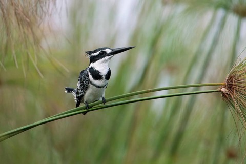 Pied Kingfisher (Ceryle rudis) male perched on a plant stalk, Uganda