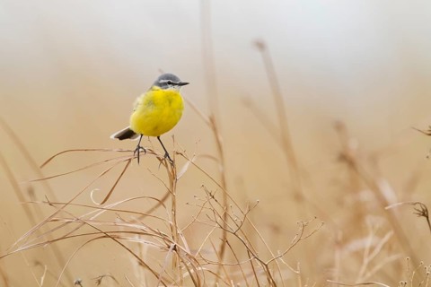 Sykes Wagtail - Schafstelze - Motacilla flava ssp. beema, Kazakhstan, adult male