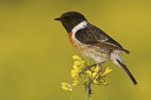 European Stonechat (Saxicola rubicola) male, Rhineland-Palatinate, Germany