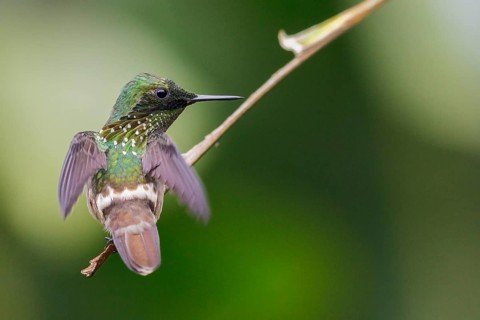 Festive Coquette (Lophornis chalybeus) perched on a branch in the Atlantic rainforest of southeast