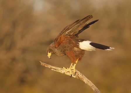 Harris's Hawk (Parabuteo unicinctus), Texas, USA