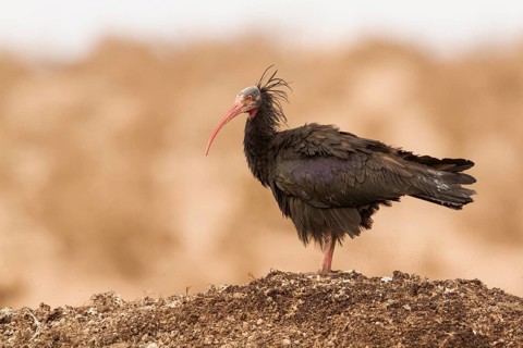 Northern Bald Ibis (Geronticus eremita), Morocco