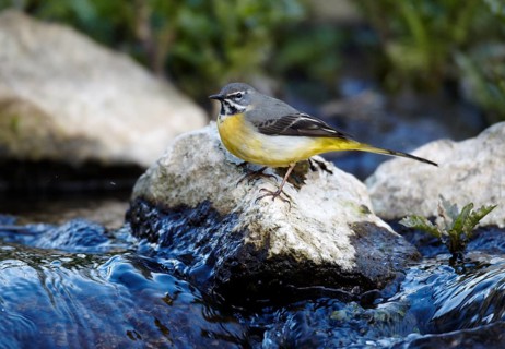 Grey Wagtail (Motacilla cinerea) male, Mecklenburg-Western Pomerania, Germany