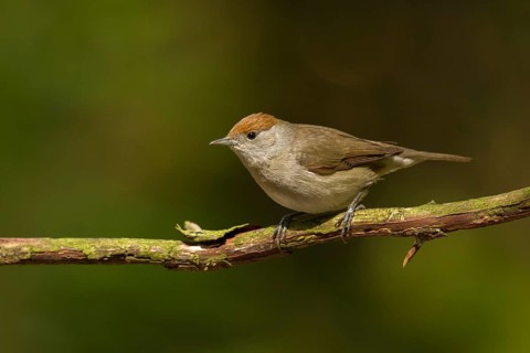 Eurasian Blackcap (Sylvia atricapilla) female, Utrecht, Netherlands