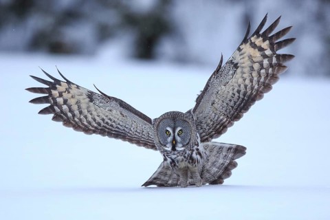 Great Grey Owl (Strix nebulosa) flying, Finland
