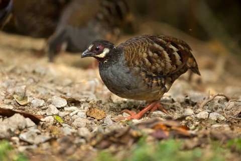Malaysian Partridge (Arborophila campbelli), Pahang, Malaysia