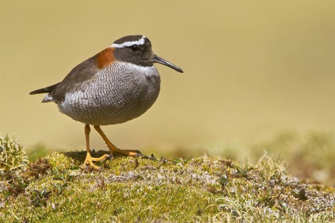 Diademed Plover (Phegornis mitchellii), Marcapomacocha, Peru