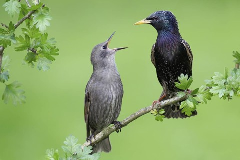 Common Starling (Sturnus vulgaris) juvenile begging for food, Brandenburg, Germany