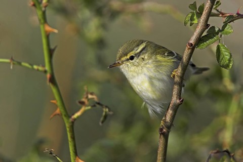 Yellow-browed Warbler (Phylloscopus inornatus), Schleswig-Holstein, Germany