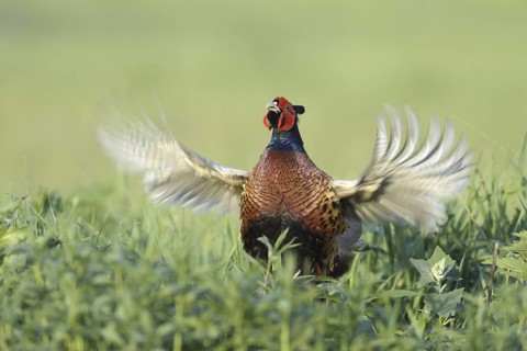 Common Pheasant (Phasianus colchicus) male, Lake Neusiedl, Austria