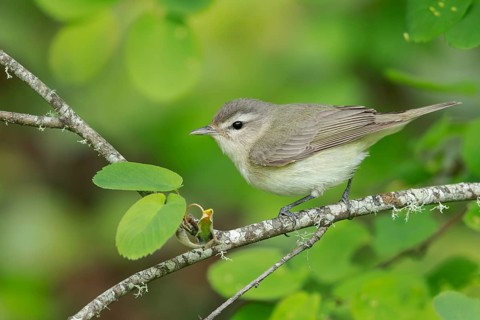 Warbling Vireo (Vireo gilvus) perched on a branch in Victoria, BC, Canada