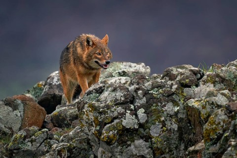 Golden jackal, Canis aureus, feeding scene on meadow, Eastern Rhodopes. Wild dog behaviour scene in