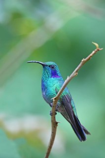 Green Violet-ear Colibri thalassinus San Jose, COSTA RICA 7 November Adult Trochilidae