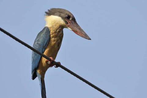 Stork-billed Kingfisher (Pelargopsis capensis), Goa, India