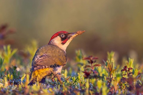 European Green Woodpecker (Picus viridis) male perched on the ground, North Rhine-Westphalia,