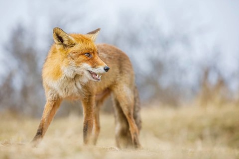Rotfuchs, Vulpes vulpes Red Fox, Vulpes vulpes
