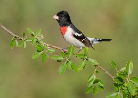Rose-breasted Grosbeak (Pheucticus ludovicianus) male perched on a branch, Texas, USA
