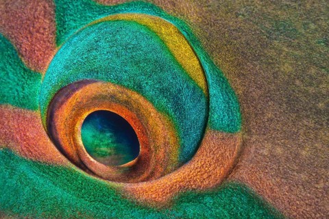 Fahlnasen-Papageifisch, Scarus psittacus Common Parrotfish, Scarus psittacus