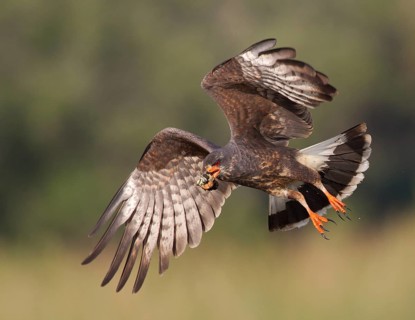 Snail Kite (Rostrhamus sociabilis) male flying with snail in its beak, Florida, USA