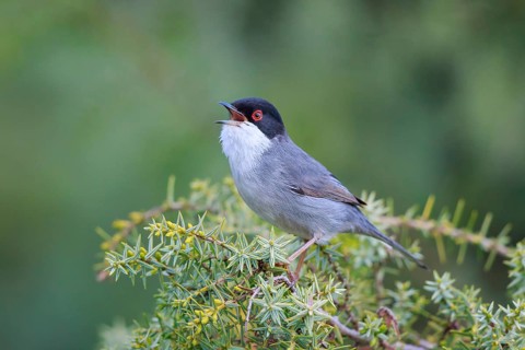 Sardinian Warbler (Sylvia melanocephala) male singing, Mallorca, Spain