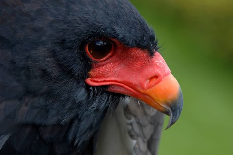 Bateleur (Terathopius ecaudatus)