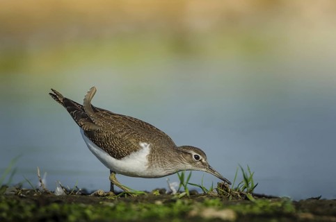 Common Sandpiper (Actitis hypoleucos), Schleswig-Holstein, Germany