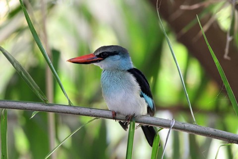 Blue-breasted Kingfisher (Halcyon malimbica), Gambia