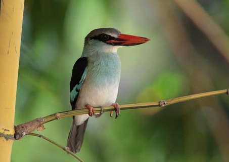 Blue-breasted Kingfisher (Halcyon malimbica), Gambia