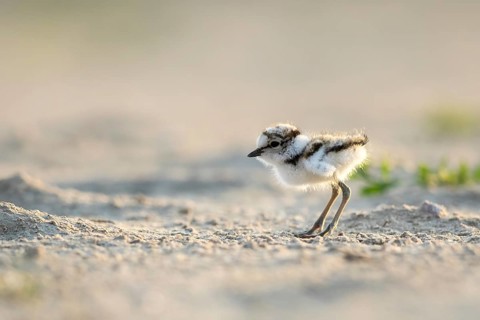 Little Ringed Plover (Charadrius dubius) chick, North Rhine-Westphalia, Germany