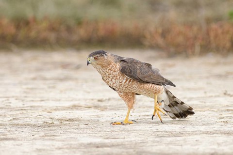 Cooper's Hawk (Accipiter cooperii) perched on the ground, Texas, USA