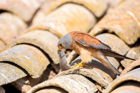 Lesser Kestrel (Falco naumanni) male on a roof with mouse prey in its beak, Castile-La Mancha,