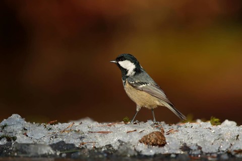 Coal Tit (Periparus ater), Utrecht, Netherlands