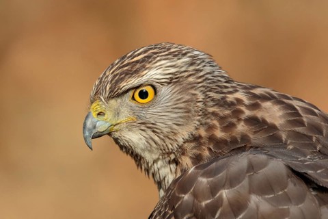 Northern Goshawk (Accipiter gentilis) juvenile, Utrecht, Netherlands