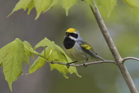 Golden-winged Warbler (Vermivora chrysoptera), Ontario, Canada