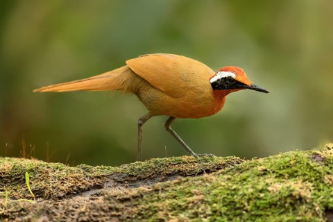 Rail-babbler (Eupetes macrocerus) perched on a mossy log, Johor, Malaysia