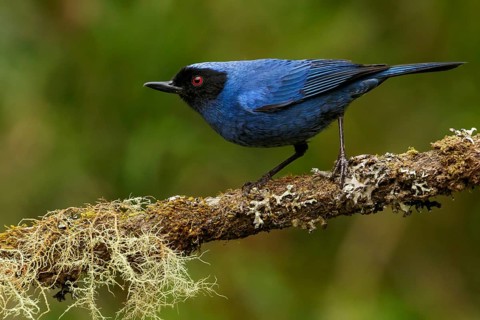 Masked Flowerpiercer (Diglossopis cyanea) perched on a branch in the Andes mountains of Colombia