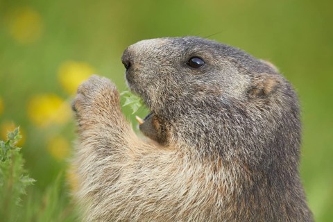 Alpine Marmot (Marmota marmota) adult foraging, Laax, Canton of Grisons, Switzerland