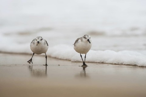 Sanderling (Calidris alba) foraging, Fuerteventura, Spain