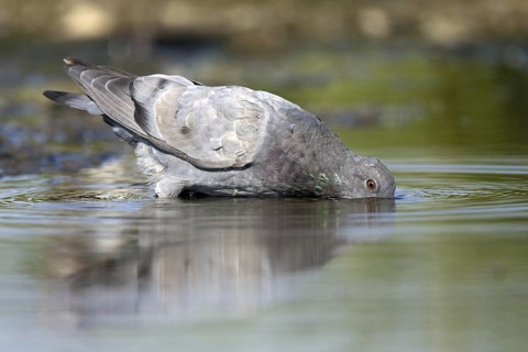 Rock Dove (Columba livia), Castile-La Mancha, Spain