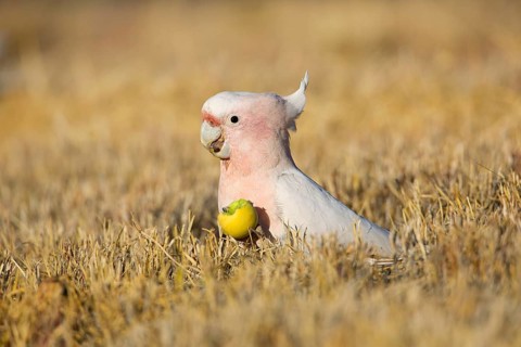 Major Mitchell's Cockatoo (Lophochroa leadbeateri) feeding on a Paddy melon (Cucumis myriocarpus),
