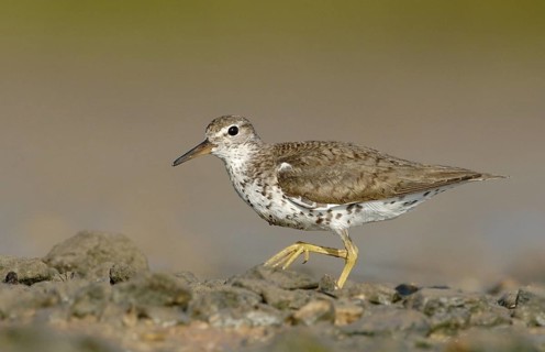 Spotted Sandpiper (Actitis macularius), Texas, USA
